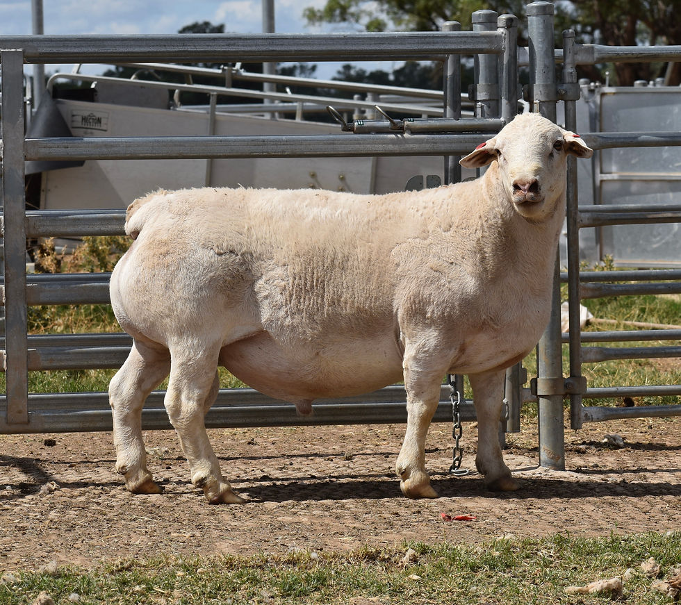 Stud sire - Tullinga Cruiser 223491