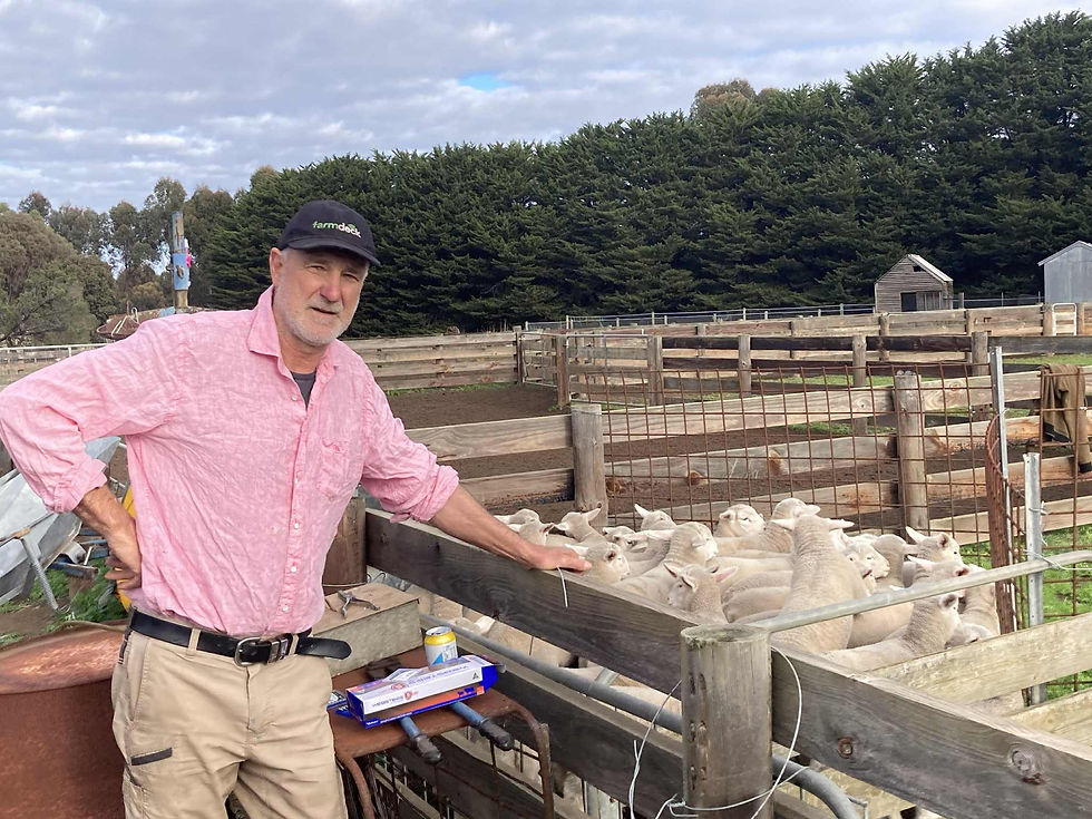 Maurice & his lambs