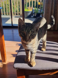 Wadars cats sales