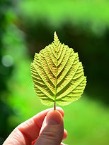 Landscape Inspections