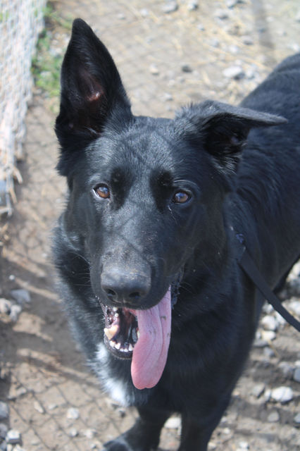 Picture of a black german shepherd looking at the camera.