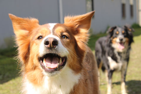 Picture of a light brown and white dog in the forefront and a black, light brown, and white multi-colored dog in the background in the Prison Pet Partnership yard at Washington Corrections Center for Women.