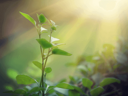 Floresta amazônica: a fonte de todo o oxigênio do planeta terra!  Será mesmo?