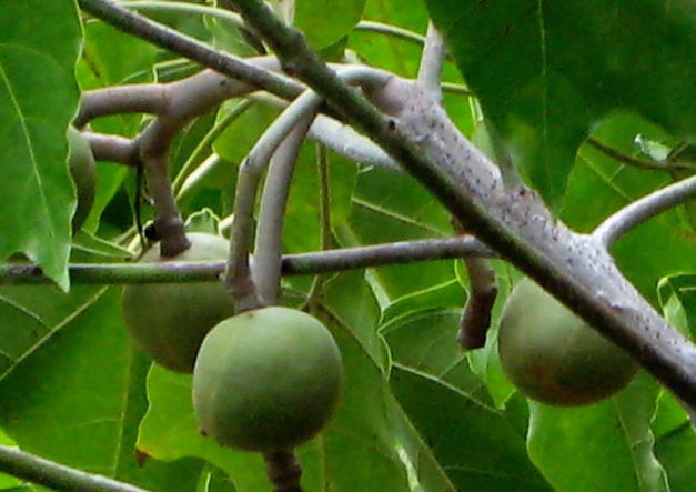 Kukui Nut Oil