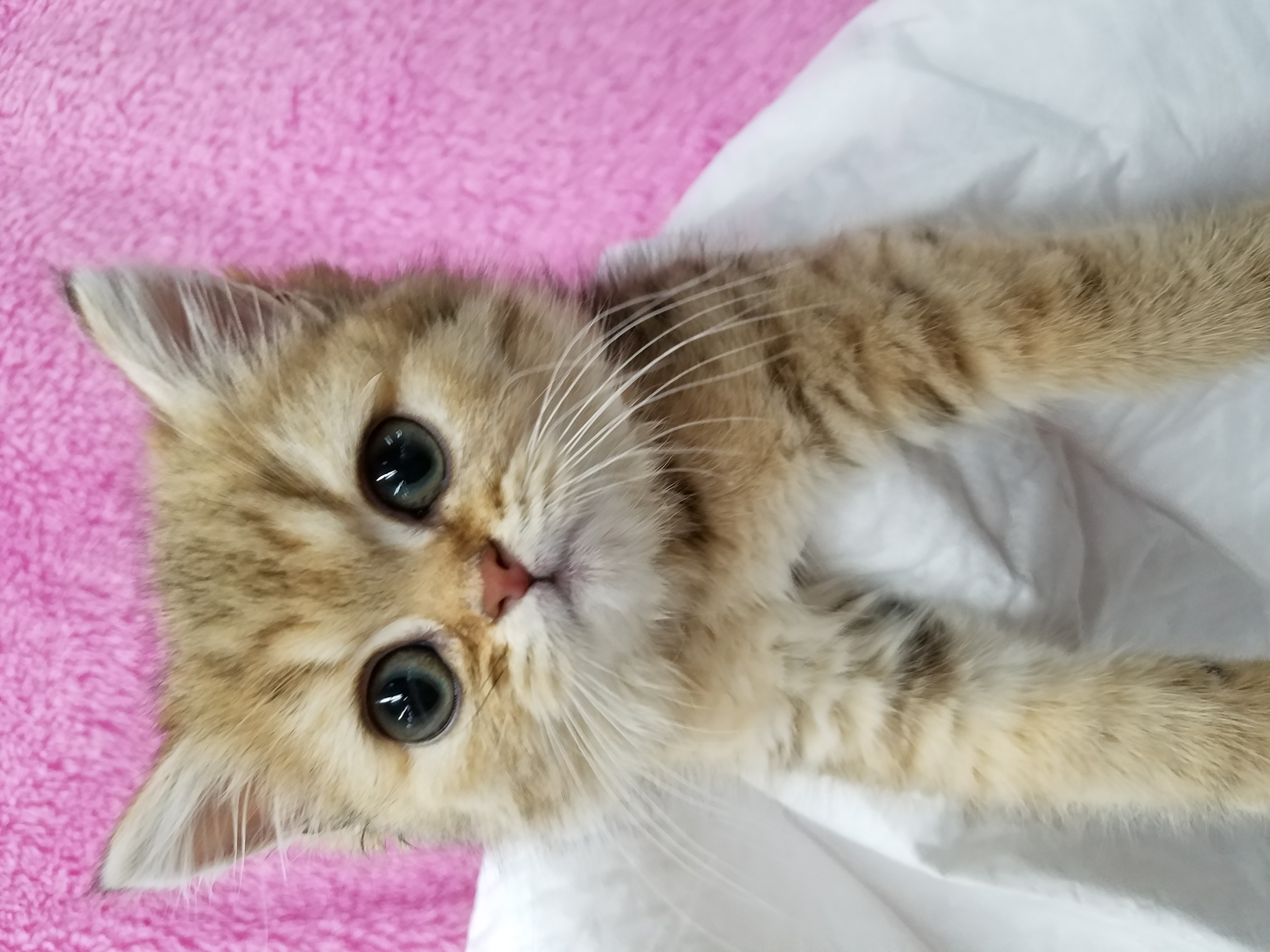 エキゾチック