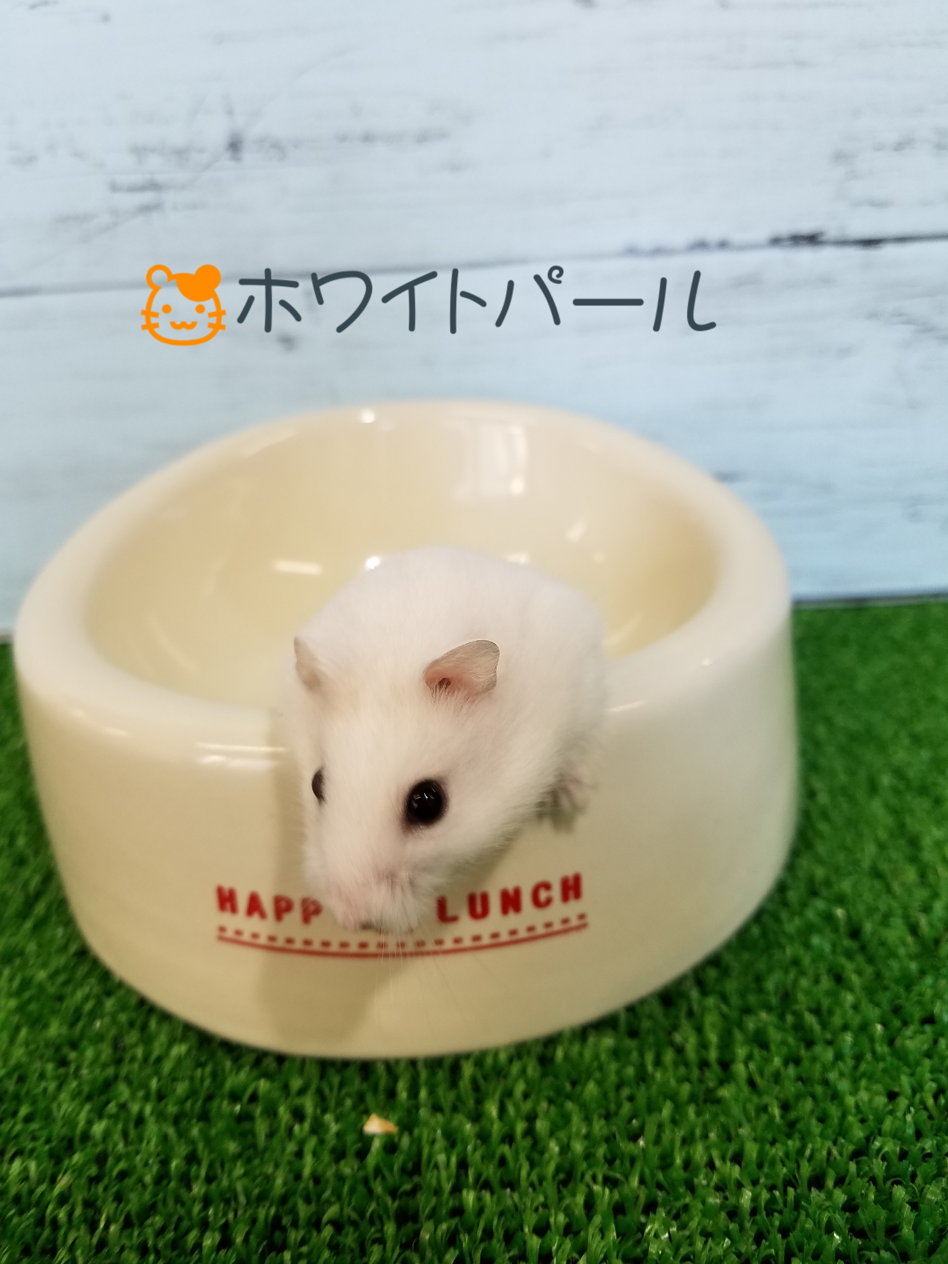 ホワイトパール