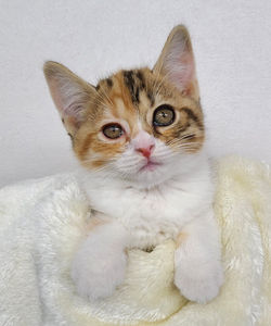 スコティッシュ・フォールド