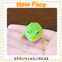 クランウェルツノガエル