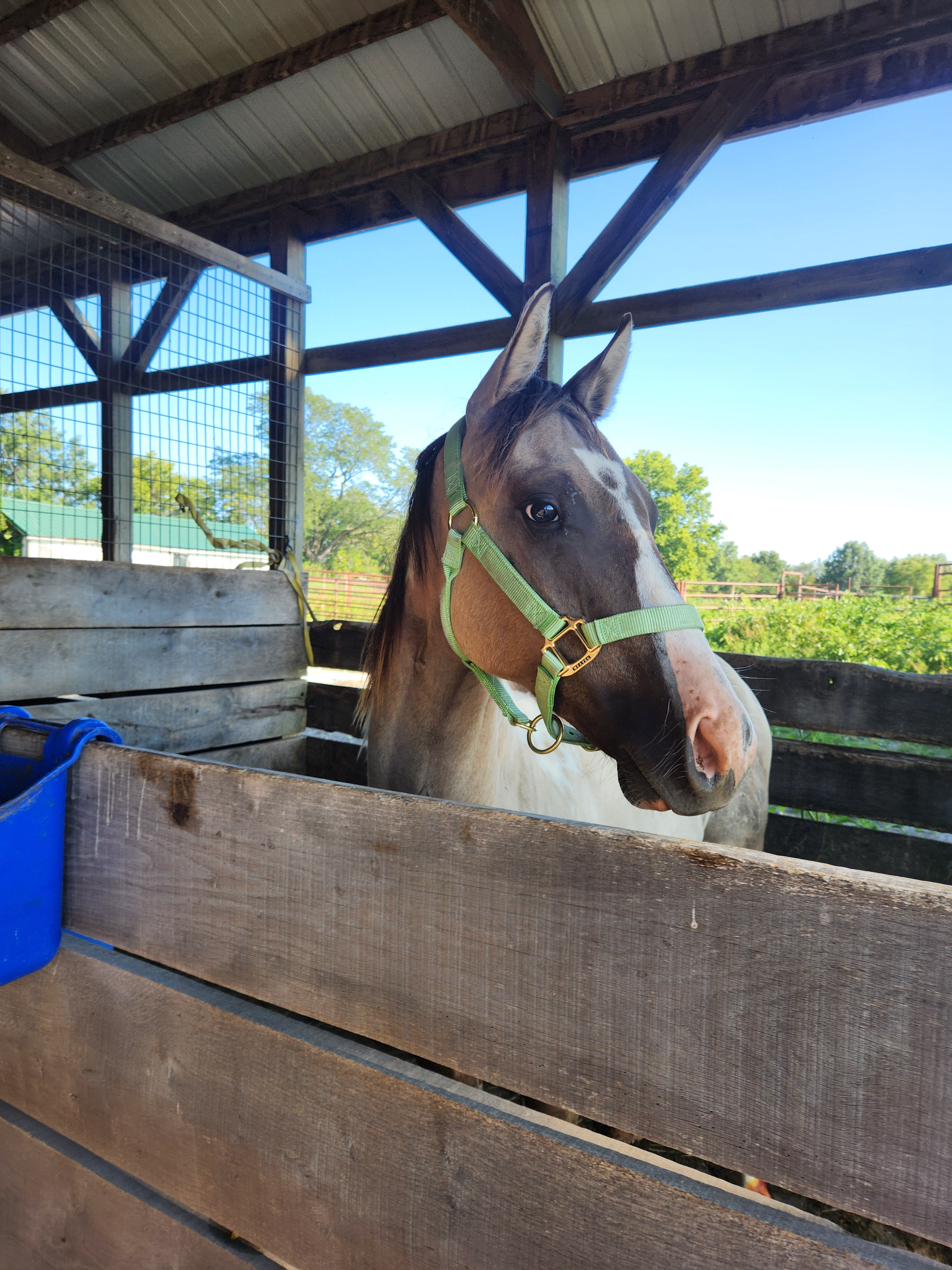 Pepsis Tru Machiatto - "Mako"