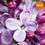 Thumbnail: French Lilac