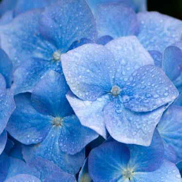 HYDRANGEA