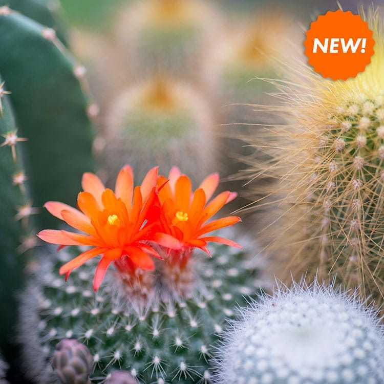 Jade and Cactus Flower
