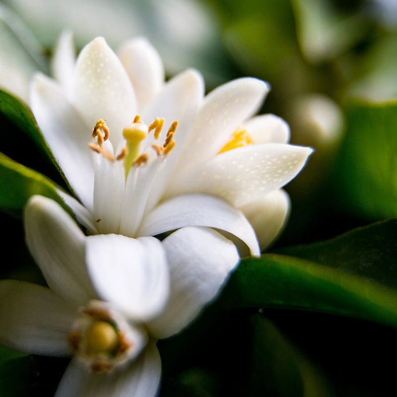 Neroli & White Jasmine