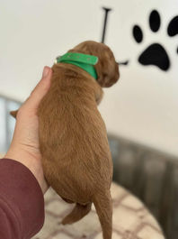 Golden Retriever Breeders in Montana, Field Golden Retriever Breeders in Montana, Field Golden Retriever Breeders, Field Golden Retrievers, Hunting Golden Retrievers, Golden Retriever Breeders in MT, Golden Retrievers in Montana, Golden Retriever puppies for sale in Montana, Golden Retriever puppies for sale in MT, Goldens in MT, Golden Retrievers for sale in MT, Golden Retrievers for sale in Montana, Golden Retriever breeders in MT, Golden Retrievers, Golden Retrievers for sale, Golden Retriever Puppies for sale, Golden Retriever Puppies, Responsible Golden Retriever Breeder, Responsible Golden Retriever Breeders in Montana, Responsible Golden Retriever Breeders in MT