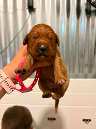 Golden Retriever Breeders in Montana, Field Golden Retriever Breeders in Montana, Field Golden Retriever Breeders, Field Golden Retrievers, Hunting Golden Retrievers, Golden Retriever Breeders in MT, Golden Retrievers in Montana, Golden Retriever puppies for sale in Montana, Golden Retriever puppies for sale in MT, Goldens in MT, Golden Retrievers for sale in MT, Golden Retrievers for sale in Montana, Golden Retriever breeders in MT, Golden Retrievers, Golden Retrievers for sale, Golden Retriever Puppies for sale, Golden Retriever Puppies, Responsible Golden Retriever Breeder, Responsible Golden Retriever Breeders in Montana, Responsible Golden Retriever Breeders in MT
