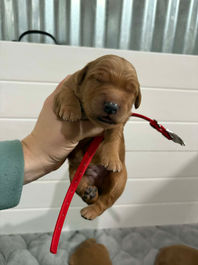 Golden Retriever Breeders in Montana, Field Golden Retriever Breeders in Montana, Field Golden Retriever Breeders, Field Golden Retrievers, Hunting Golden Retrievers, Golden Retriever Breeders in MT, Golden Retrievers in Montana, Golden Retriever puppies for sale in Montana, Golden Retriever puppies for sale in MT, Goldens in MT, Golden Retrievers for sale in MT, Golden Retrievers for sale in Montana, Golden Retriever breeders in MT, Golden Retrievers, Golden Retrievers for sale, Golden Retriever Puppies for sale, Golden Retriever Puppies, Responsible Golden Retriever Breeder, Responsible Golden Retriever Breeders in Montana, Responsible Golden Retriever Breeders in MT