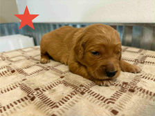 Golden Retriever Breeders in Montana, Field Golden Retriever Breeders in Montana, Field Golden Retriever Breeders, Field Golden Retrievers, Hunting Golden Retrievers, Golden Retriever Breeders in MT, Golden Retrievers in Montana, Golden Retriever puppies for sale in Montana, Golden Retriever puppies for sale in MT, Goldens in MT, Golden Retrievers for sale in MT, Golden Retrievers for sale in Montana, Golden Retriever breeders in MT, Golden Retrievers, Golden Retrievers for sale, Golden Retriever Puppies for sale, Golden Retriever Puppies, Responsible Golden Retriever Breeder, Responsible Golden Retriever Breeders in Montana, Responsible Golden Retriever Breeders in MT