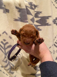 Golden Retriever Breeders in Montana, Field Golden Retriever Breeders in Montana, Field Golden Retriever Breeders, Field Golden Retrievers, Hunting Golden Retrievers, Golden Retriever Breeders in MT, Golden Retrievers in Montana, Golden Retriever puppies for sale in Montana, Golden Retriever puppies for sale in MT, Goldens in MT, Golden Retrievers for sale in MT, Golden Retrievers for sale in Montana, Golden Retriever breeders in MT, Golden Retrievers, Golden Retrievers for sale, Golden Retriever Puppies for sale, Golden Retriever Puppies, Responsible Golden Retriever Breeder, Responsible Golden Retriever Breeders in Montana, Responsible Golden Retriever Breeders in MT