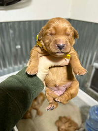 Golden Retriever Breeders in Montana, Field Golden Retriever Breeders in Montana, Field Golden Retriever Breeders, Field Golden Retrievers, Hunting Golden Retrievers, Golden Retriever Breeders in MT, Golden Retrievers in Montana, Golden Retriever puppies for sale in Montana, Golden Retriever puppies for sale in MT, Goldens in MT, Golden Retrievers for sale in MT, Golden Retrievers for sale in Montana, Golden Retriever breeders in MT, Golden Retrievers, Golden Retrievers for sale, Golden Retriever Puppies for sale, Golden Retriever Puppies, Responsible Golden Retriever Breeder, Responsible Golden Retriever Breeders in Montana, Responsible Golden Retriever Breeders in MT