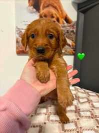 Golden Retriever Breeders in Montana, Field Golden Retriever Breeders in Montana, Field Golden Retriever Breeders, Field Golden Retrievers, Hunting Golden Retrievers, Golden Retriever Breeders in MT, Golden Retrievers in Montana, Golden Retriever puppies for sale in Montana, Golden Retriever puppies for sale in MT, Goldens in MT, Golden Retrievers for sale in MT, Golden Retrievers for sale in Montana, Golden Retriever breeders in MT, Golden Retrievers, Golden Retrievers for sale, Golden Retriever Puppies for sale, Golden Retriever Puppies, Responsible Golden Retriever Breeder, Responsible Golden Retriever Breeders in Montana, Responsible Golden Retriever Breeders in MT