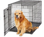 Golden Retriever Breeders in Montana, Field Golden Retriever Breeders in Montana, Field Golden Retriever Breeders, Field Golden Retrievers, Hunting Golden Retrievers, Golden Retriever Breeders in MT, Golden Retrievers in Montana, Golden Retriever puppies for sale in Montana, Golden Retriever puppies for sale in MT, Goldens in MT, Golden Retrievers for sale in MT, Golden Retrievers for sale in Montana, Golden Retriever breeders in MT, Golden Retrievers, Golden Retrievers for sale, Golden Retriever Puppies for sale, Golden Retriever Puppies, Responsible Golden Retriever Breeder, Responsible Golden Retriever Breeders in Montana, Responsible Golden Retriever Breeders in MT