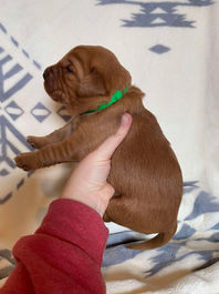 Golden Retriever Breeders in Montana, Field Golden Retriever Breeders in Montana, Field Golden Retriever Breeders, Field Golden Retrievers, Hunting Golden Retrievers, Golden Retriever Breeders in MT, Golden Retrievers in Montana, Golden Retriever puppies for sale in Montana, Golden Retriever puppies for sale in MT, Goldens in MT, Golden Retrievers for sale in MT, Golden Retrievers for sale in Montana, Golden Retriever breeders in MT, Golden Retrievers, Golden Retrievers for sale, Golden Retriever Puppies for sale, Golden Retriever Puppies, Responsible Golden Retriever Breeder, Responsible Golden Retriever Breeders in Montana, Responsible Golden Retriever Breeders in MT