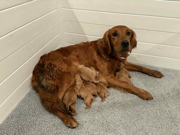 Golden Retriever Breeders in Montana, Field Golden Retriever Breeders in Montana, Field Golden Retriever Breeders, Field Golden Retrievers, Hunting Golden Retrievers, Golden Retriever Breeders in MT, Golden Retrievers in Montana, Golden Retriever puppies for sale in Montana, Golden Retriever puppies for sale in MT, Goldens in MT, Golden Retrievers for sale in MT, Golden Retrievers for sale in Montana, Golden Retriever breeders in MT, Golden Retrievers, Golden Retrievers for sale, Golden Retriever Puppies for sale, Golden Retriever Puppies, Responsible Golden Retriever Breeder, Responsible Golden Retriever Breeders in Montana, Responsible Golden Retriever Breeders in MT