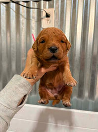 Golden Retriever Breeders in Montana, Field Golden Retriever Breeders in Montana, Field Golden Retriever Breeders, Field Golden Retrievers, Hunting Golden Retrievers, Golden Retriever Breeders in MT, Golden Retrievers in Montana, Golden Retriever puppies for sale in Montana, Golden Retriever puppies for sale in MT, Goldens in MT, Golden Retrievers for sale in MT, Golden Retrievers for sale in Montana, Golden Retriever breeders in MT, Golden Retrievers, Golden Retrievers for sale, Golden Retriever Puppies for sale, Golden Retriever Puppies, Responsible Golden Retriever Breeder, Responsible Golden Retriever Breeders in Montana, Responsible Golden Retriever Breeders in MT