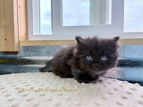Montana Munchkins & Minuets, Munchkin kittens in MT, Munchkin kittens in Montana, Minuet kittens in montana, Minuet kittens in MT, Kittens for sale in montana, munchkin breeders in MT, Minuet breeders in MT