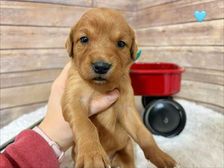 Golden Retriever Breeders in Montana, Field Golden Retriever Breeders in Montana, Field Golden Retriever Breeders, Field Golden Retrievers, Hunting Golden Retrievers, Golden Retriever Breeders in MT, Golden Retrievers in Montana, Golden Retriever puppies for sale in Montana, Golden Retriever puppies for sale in MT, Goldens in MT, Golden Retrievers for sale in MT, Golden Retrievers for sale in Montana, Golden Retriever breeders in MT, Golden Retrievers, Golden Retrievers for sale, Golden Retriever Puppies for sale, Golden Retriever Puppies, Responsible Golden Retriever Breeder, Responsible Golden Retriever Breeders in Montana, Responsible Golden Retriever Breeders in MT