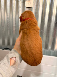 Golden Retriever Breeders in Montana, Field Golden Retriever Breeders in Montana, Field Golden Retriever Breeders, Field Golden Retrievers, Hunting Golden Retrievers, Golden Retriever Breeders in MT, Golden Retrievers in Montana, Golden Retriever puppies for sale in Montana, Golden Retriever puppies for sale in MT, Goldens in MT, Golden Retrievers for sale in MT, Golden Retrievers for sale in Montana, Golden Retriever breeders in MT, Golden Retrievers, Golden Retrievers for sale, Golden Retriever Puppies for sale, Golden Retriever Puppies, Responsible Golden Retriever Breeder, Responsible Golden Retriever Breeders in Montana, Responsible Golden Retriever Breeders in MT