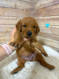 Golden Retriever Breeders in Montana, Field Golden Retriever Breeders in Montana, Field Golden Retriever Breeders, Field Golden Retrievers, Hunting Golden Retrievers, Golden Retriever Breeders in MT, Golden Retrievers in Montana, Golden Retriever puppies for sale in Montana, Golden Retriever puppies for sale in MT, Goldens in MT, Golden Retrievers for sale in MT, Golden Retrievers for sale in Montana, Golden Retriever breeders in MT, Golden Retrievers, Golden Retrievers for sale, Golden Retriever Puppies for sale, Golden Retriever Puppies, Responsible Golden Retriever Breeder, Responsible Golden Retriever Breeders in Montana, Responsible Golden Retriever Breeders in MT