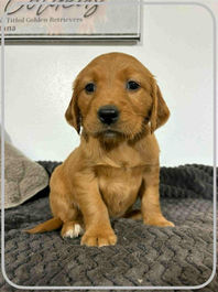 Golden Retriever Breeders in Montana, Field Golden Retriever Breeders in Montana, Field Golden Retriever Breeders, Field Golden Retrievers, Hunting Golden Retrievers, Golden Retriever Breeders in MT, Golden Retrievers in Montana, Golden Retriever puppies for sale in Montana, Golden Retriever puppies for sale in MT, Goldens in MT, Golden Retrievers for sale in MT, Golden Retrievers for sale in Montana, Golden Retriever breeders in MT, Golden Retrievers, Golden Retrievers for sale, Golden Retriever Puppies for sale, Golden Retriever Puppies, Responsible Golden Retriever Breeder, Responsible Golden Retriever Breeders in Montana, Responsible Golden Retriever Breeders in MT