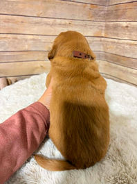 Golden Retriever Breeders in Montana, Field Golden Retriever Breeders in Montana, Field Golden Retriever Breeders, Field Golden Retrievers, Hunting Golden Retrievers, Golden Retriever Breeders in MT, Golden Retrievers in Montana, Golden Retriever puppies for sale in Montana, Golden Retriever puppies for sale in MT, Goldens in MT, Golden Retrievers for sale in MT, Golden Retrievers for sale in Montana, Golden Retriever breeders in MT, Golden Retrievers, Golden Retrievers for sale, Golden Retriever Puppies for sale, Golden Retriever Puppies, Responsible Golden Retriever Breeder, Responsible Golden Retriever Breeders in Montana, Responsible Golden Retriever Breeders in MT