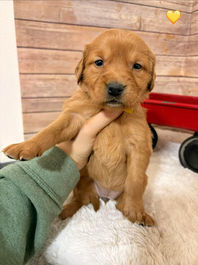 Golden Retriever Breeders in Montana, Field Golden Retriever Breeders in Montana, Field Golden Retriever Breeders, Field Golden Retrievers, Hunting Golden Retrievers, Golden Retriever Breeders in MT, Golden Retrievers in Montana, Golden Retriever puppies for sale in Montana, Golden Retriever puppies for sale in MT, Goldens in MT, Golden Retrievers for sale in MT, Golden Retrievers for sale in Montana, Golden Retriever breeders in MT, Golden Retrievers, Golden Retrievers for sale, Golden Retriever Puppies for sale, Golden Retriever Puppies, Responsible Golden Retriever Breeder, Responsible Golden Retriever Breeders in Montana, Responsible Golden Retriever Breeders in MT