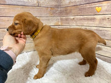 Golden Retriever Breeders in Montana, Field Golden Retriever Breeders in Montana, Field Golden Retriever Breeders, Field Golden Retrievers, Hunting Golden Retrievers, Golden Retriever Breeders in MT, Golden Retrievers in Montana, Golden Retriever puppies for sale in Montana, Golden Retriever puppies for sale in MT, Goldens in MT, Golden Retrievers for sale in MT, Golden Retrievers for sale in Montana, Golden Retriever breeders in MT, Golden Retrievers, Golden Retrievers for sale, Golden Retriever Puppies for sale, Golden Retriever Puppies, Responsible Golden Retriever Breeder, Responsible Golden Retriever Breeders in Montana, Responsible Golden Retriever Breeders in MT