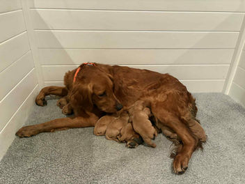 Golden Retriever Breeders in Montana, Field Golden Retriever Breeders in Montana, Field Golden Retriever Breeders, Field Golden Retrievers, Hunting Golden Retrievers, Golden Retriever Breeders in MT, Golden Retrievers in Montana, Golden Retriever puppies for sale in Montana, Golden Retriever puppies for sale in MT, Goldens in MT, Golden Retrievers for sale in MT, Golden Retrievers for sale in Montana, Golden Retriever breeders in MT, Golden Retrievers, Golden Retrievers for sale, Golden Retriever Puppies for sale, Golden Retriever Puppies, Responsible Golden Retriever Breeder, Responsible Golden Retriever Breeders in Montana, Responsible Golden Retriever Breeders in MT