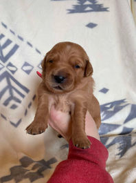 Golden Retriever Breeders in Montana, Field Golden Retriever Breeders in Montana, Field Golden Retriever Breeders, Field Golden Retrievers, Hunting Golden Retrievers, Golden Retriever Breeders in MT, Golden Retrievers in Montana, Golden Retriever puppies for sale in Montana, Golden Retriever puppies for sale in MT, Goldens in MT, Golden Retrievers for sale in MT, Golden Retrievers for sale in Montana, Golden Retriever breeders in MT, Golden Retrievers, Golden Retrievers for sale, Golden Retriever Puppies for sale, Golden Retriever Puppies, Responsible Golden Retriever Breeder, Responsible Golden Retriever Breeders in Montana, Responsible Golden Retriever Breeders in MT