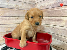 Golden Retriever Breeders in Montana, Field Golden Retriever Breeders in Montana, Field Golden Retriever Breeders, Field Golden Retrievers, Hunting Golden Retrievers, Golden Retriever Breeders in MT, Golden Retrievers in Montana, Golden Retriever puppies for sale in Montana, Golden Retriever puppies for sale in MT, Goldens in MT, Golden Retrievers for sale in MT, Golden Retrievers for sale in Montana, Golden Retriever breeders in MT, Golden Retrievers, Golden Retrievers for sale, Golden Retriever Puppies for sale, Golden Retriever Puppies, Responsible Golden Retriever Breeder, Responsible Golden Retriever Breeders in Montana, Responsible Golden Retriever Breeders in MT