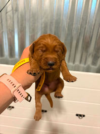 Golden Retriever Breeders in Montana, Field Golden Retriever Breeders in Montana, Field Golden Retriever Breeders, Field Golden Retrievers, Hunting Golden Retrievers, Golden Retriever Breeders in MT, Golden Retrievers in Montana, Golden Retriever puppies for sale in Montana, Golden Retriever puppies for sale in MT, Goldens in MT, Golden Retrievers for sale in MT, Golden Retrievers for sale in Montana, Golden Retriever breeders in MT, Golden Retrievers, Golden Retrievers for sale, Golden Retriever Puppies for sale, Golden Retriever Puppies, Responsible Golden Retriever Breeder, Responsible Golden Retriever Breeders in Montana, Responsible Golden Retriever Breeders in MT