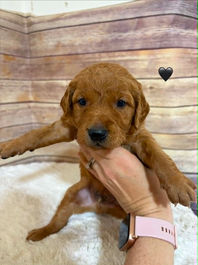 Golden Retriever Breeders in Montana, Field Golden Retriever Breeders in Montana, Field Golden Retriever Breeders, Field Golden Retrievers, Hunting Golden Retrievers, Golden Retriever Breeders in MT, Golden Retrievers in Montana, Golden Retriever puppies for sale in Montana, Golden Retriever puppies for sale in MT, Goldens in MT, Golden Retrievers for sale in MT, Golden Retrievers for sale in Montana, Golden Retriever breeders in MT, Golden Retrievers, Golden Retrievers for sale, Golden Retriever Puppies for sale, Golden Retriever Puppies, Responsible Golden Retriever Breeder, Responsible Golden Retriever Breeders in Montana, Responsible Golden Retriever Breeders in MT