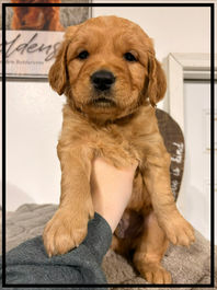 Golden Retriever Breeders in Montana, Field Golden Retriever Breeders in Montana, Field Golden Retriever Breeders, Field Golden Retrievers, Hunting Golden Retrievers, Golden Retriever Breeders in MT, Golden Retrievers in Montana, Golden Retriever puppies for sale in Montana, Golden Retriever puppies for sale in MT, Goldens in MT, Golden Retrievers for sale in MT, Golden Retrievers for sale in Montana, Golden Retriever breeders in MT, Golden Retrievers, Golden Retrievers for sale, Golden Retriever Puppies for sale, Golden Retriever Puppies, Responsible Golden Retriever Breeder, Responsible Golden Retriever Breeders in Montana, Responsible Golden Retriever Breeders in MT
