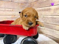 Golden Retriever Breeders in Montana, Field Golden Retriever Breeders in Montana, Field Golden Retriever Breeders, Field Golden Retrievers, Hunting Golden Retrievers, Golden Retriever Breeders in MT, Golden Retrievers in Montana, Golden Retriever puppies for sale in Montana, Golden Retriever puppies for sale in MT, Goldens in MT, Golden Retrievers for sale in MT, Golden Retrievers for sale in Montana, Golden Retriever breeders in MT, Golden Retrievers, Golden Retrievers for sale, Golden Retriever Puppies for sale, Golden Retriever Puppies, Responsible Golden Retriever Breeder, Responsible Golden Retriever Breeders in Montana, Responsible Golden Retriever Breeders in MT