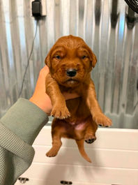 Golden Retriever Breeders in Montana, Field Golden Retriever Breeders in Montana, Field Golden Retriever Breeders, Field Golden Retrievers, Hunting Golden Retrievers, Golden Retriever Breeders in MT, Golden Retrievers in Montana, Golden Retriever puppies for sale in Montana, Golden Retriever puppies for sale in MT, Goldens in MT, Golden Retrievers for sale in MT, Golden Retrievers for sale in Montana, Golden Retriever breeders in MT, Golden Retrievers, Golden Retrievers for sale, Golden Retriever Puppies for sale, Golden Retriever Puppies, Responsible Golden Retriever Breeder, Responsible Golden Retriever Breeders in Montana, Responsible Golden Retriever Breeders in MT