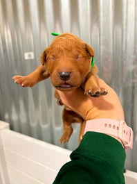Golden Retriever Breeders in Montana, Field Golden Retriever Breeders in Montana, Field Golden Retriever Breeders, Field Golden Retrievers, Hunting Golden Retrievers, Golden Retriever Breeders in MT, Golden Retrievers in Montana, Golden Retriever puppies for sale in Montana, Golden Retriever puppies for sale in MT, Goldens in MT, Golden Retrievers for sale in MT, Golden Retrievers for sale in Montana, Golden Retriever breeders in MT, Golden Retrievers, Golden Retrievers for sale, Golden Retriever Puppies for sale, Golden Retriever Puppies, Responsible Golden Retriever Breeder, Responsible Golden Retriever Breeders in Montana, Responsible Golden Retriever Breeders in MT