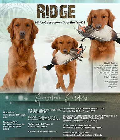 Golden Retriever Breeders in Montana, Field Golden Retriever Breeders in Montana, Field Golden Retriever Breeders, Field Golden Retrievers, Hunting Golden Retrievers, Golden Retriever Breeders in MT, Golden Retrievers in Montana, Golden Retriever puppies for sale in Montana, Golden Retriever puppies for sale in MT, Goldens in MT, Golden Retrievers for sale in MT, Golden Retrievers for sale in Montana, Golden Retriever breeders in MT, Golden Retrievers, Golden Retrievers for sale, Golden Retriever Puppies for sale, Golden Retriever Puppies, Responsible Golden Retriever Breeder, Responsible Golden Retriever Breeders in Montana, Responsible Golden Retriever Breeders in MT