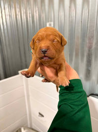 Golden Retriever Breeders in Montana, Field Golden Retriever Breeders in Montana, Field Golden Retriever Breeders, Field Golden Retrievers, Hunting Golden Retrievers, Golden Retriever Breeders in MT, Golden Retrievers in Montana, Golden Retriever puppies for sale in Montana, Golden Retriever puppies for sale in MT, Goldens in MT, Golden Retrievers for sale in MT, Golden Retrievers for sale in Montana, Golden Retriever breeders in MT, Golden Retrievers, Golden Retrievers for sale, Golden Retriever Puppies for sale, Golden Retriever Puppies, Responsible Golden Retriever Breeder, Responsible Golden Retriever Breeders in Montana, Responsible Golden Retriever Breeders in MT
