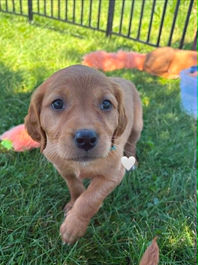 Golden Retriever Breeders in Montana, Field Golden Retriever Breeders in Montana, Field Golden Retriever Breeders, Field Golden Retrievers, Hunting Golden Retrievers, Golden Retriever Breeders in MT, Golden Retrievers in Montana, Golden Retriever puppies for sale in Montana, Golden Retriever puppies for sale in MT, Goldens in MT, Golden Retrievers for sale in MT, Golden Retrievers for sale in Montana, Golden Retriever breeders in MT, Golden Retrievers, Golden Retrievers for sale, Golden Retriever Puppies for sale, Golden Retriever Puppies, Responsible Golden Retriever Breeder, Responsible Golden Retriever Breeders in Montana, Responsible Golden Retriever Breeders in MT