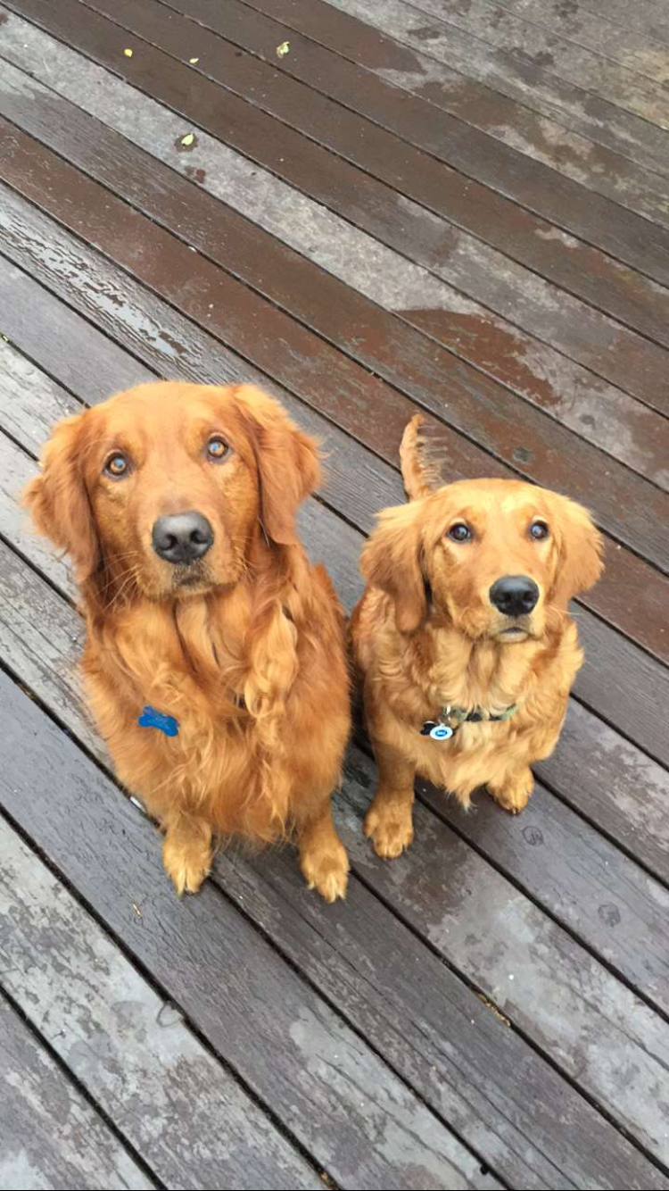 Golden Retriever Puppies Goosetown Goldens MT