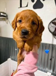 Golden Retriever Breeders in Montana, Field Golden Retriever Breeders in Montana, Field Golden Retriever Breeders, Field Golden Retrievers, Hunting Golden Retrievers, Golden Retriever Breeders in MT, Golden Retrievers in Montana, Golden Retriever puppies for sale in Montana, Golden Retriever puppies for sale in MT, Goldens in MT, Golden Retrievers for sale in MT, Golden Retrievers for sale in Montana, Golden Retriever breeders in MT, Golden Retrievers, Golden Retrievers for sale, Golden Retriever Puppies for sale, Golden Retriever Puppies, Responsible Golden Retriever Breeder, Responsible Golden Retriever Breeders in Montana, Responsible Golden Retriever Breeders in MT